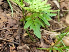 Sceptridium dissectum