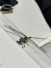 Ophiogomphus severus