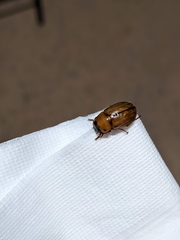 Cyclocephala