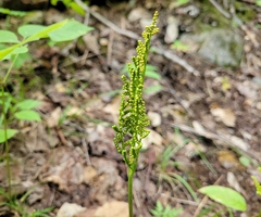 Sceptridium dissectum