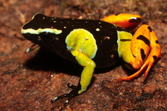 Mantella baroni