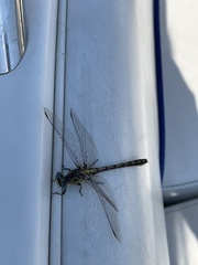 Ophiogomphus severus