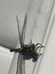Ophiogomphus severus