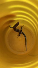 Plestiodon fasciatus