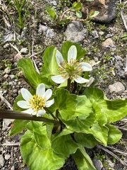 Caltha biflora