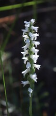 Spiranthes cernua