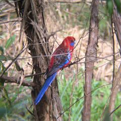 Platycercus elegans