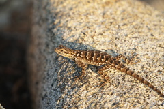 Sceloporus occidentalis taylori