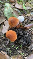 Gyroporus castaneus