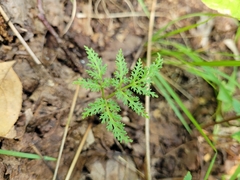 Sceptridium dissectum