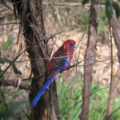 Platycercus elegans