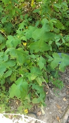 Polymnia canadensis