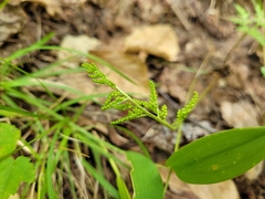 Sceptridium dissectum