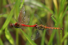 Sympetrum darwinianum