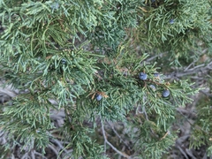 Juniperus scopulorum