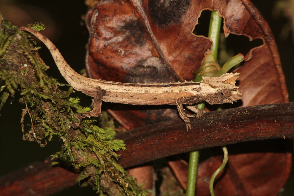 Domergue's Leaf Chameleon