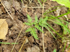 Sceptridium dissectum