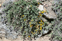 Acmispon heermannii