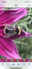 Bombus occidentalis