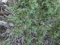Juniperus scopulorum