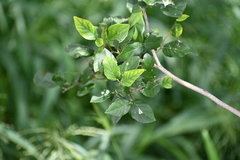 Ehretia anacua