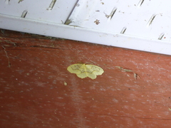 Lambdina fiscellaria