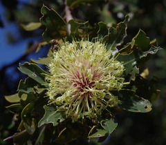 Banksia ilicifolia
