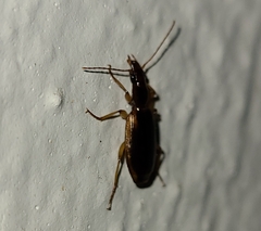 Cymindis