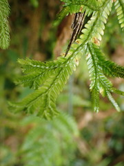 Selaginella doederleinii