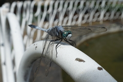 Orthetrum albistylum speciosum