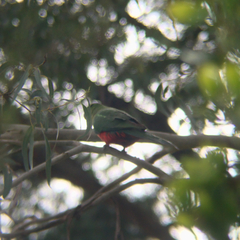 Alisterus scapularis