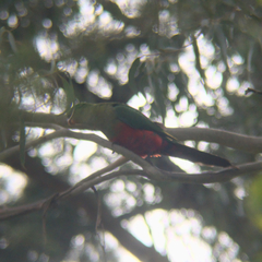 Alisterus scapularis