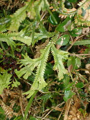 Selaginella doederleinii