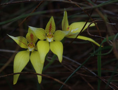 Caladenia flava flava