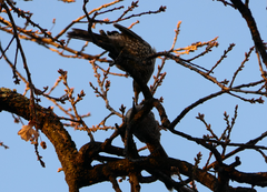 Anthochaera chrysoptera