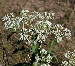 Eupatorium perfoliatum