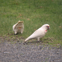 Cacatua tenuirostris