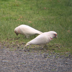 Cacatua tenuirostris