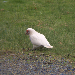 Cacatua tenuirostris