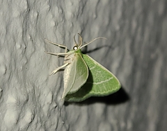Synchlora aerata