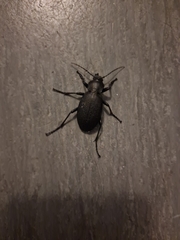 Carabus coriaceus
