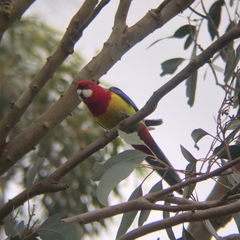 Platycercus eximius