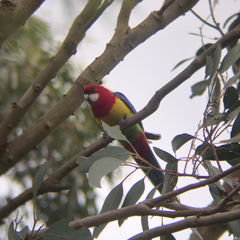 Platycercus eximius
