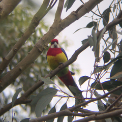 Platycercus eximius