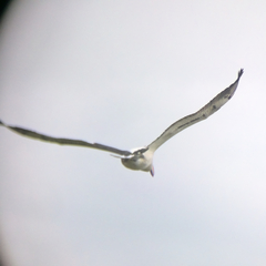 Pelecanus conspicillatus