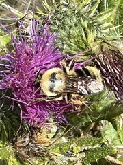 Bombus vancouverensis