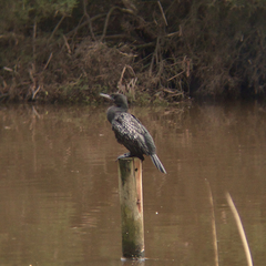 Phalacrocorax sulcirostris