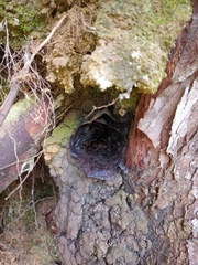 Partamona orizabaensis