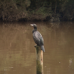 Phalacrocorax sulcirostris