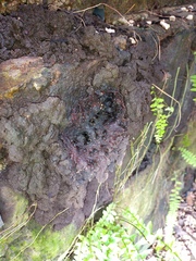 Partamona orizabaensis